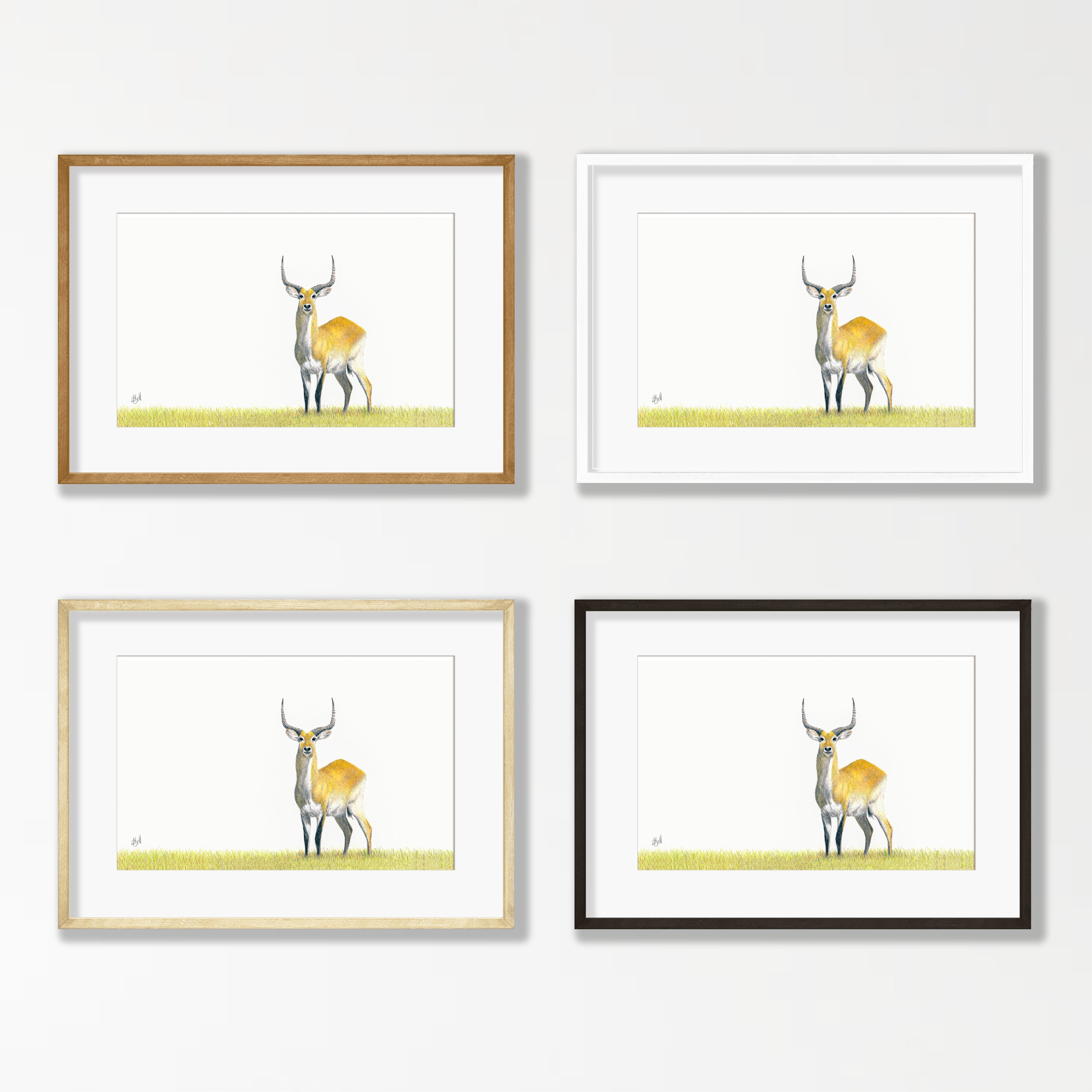 Red Lechwe - RL