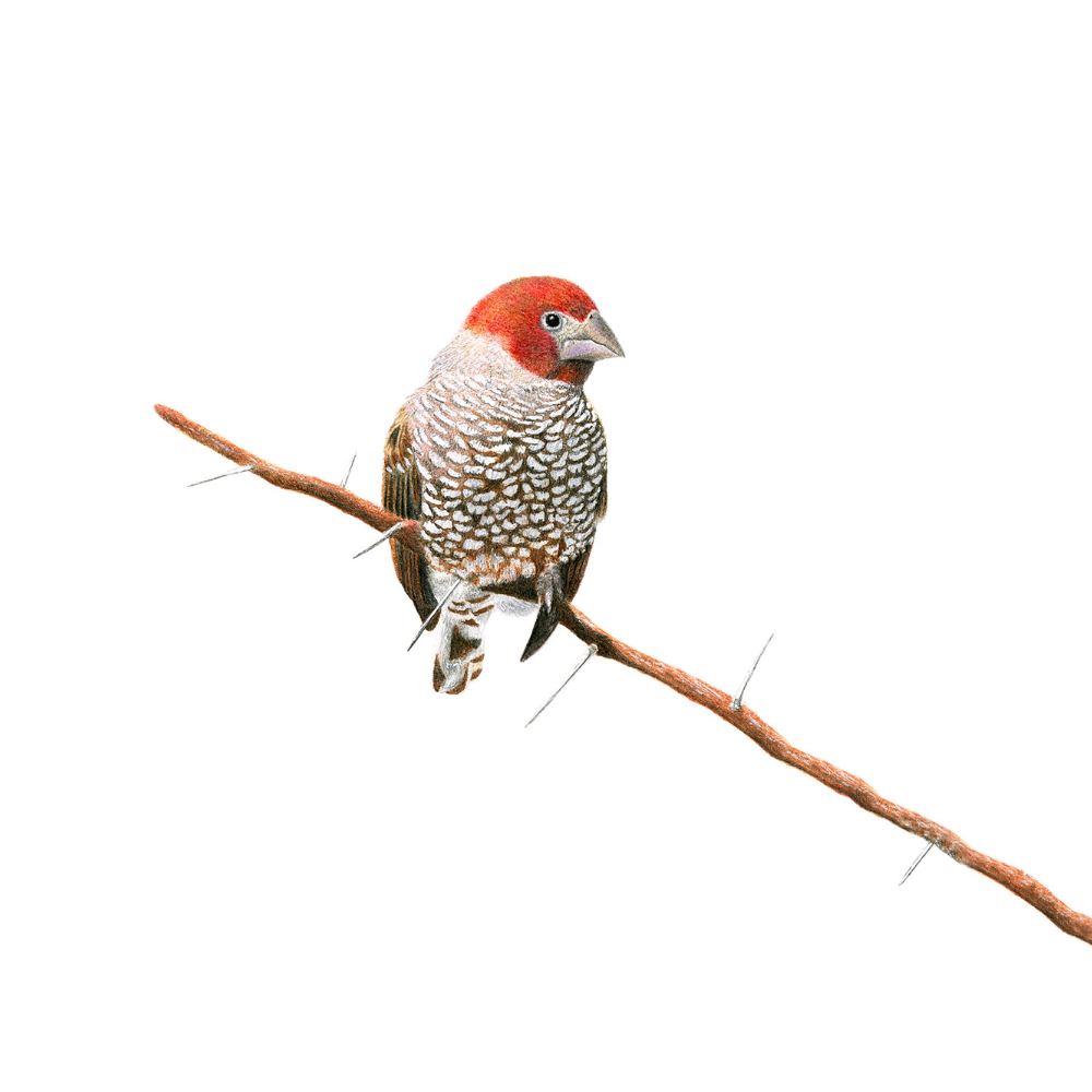 Red Headed Finch South African bird artwork