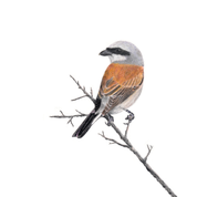 South African wildlife bird artwork by Cape Town artist Matthew Bell on canvas stretched onto a wooden frame of a Red Backed Shrike