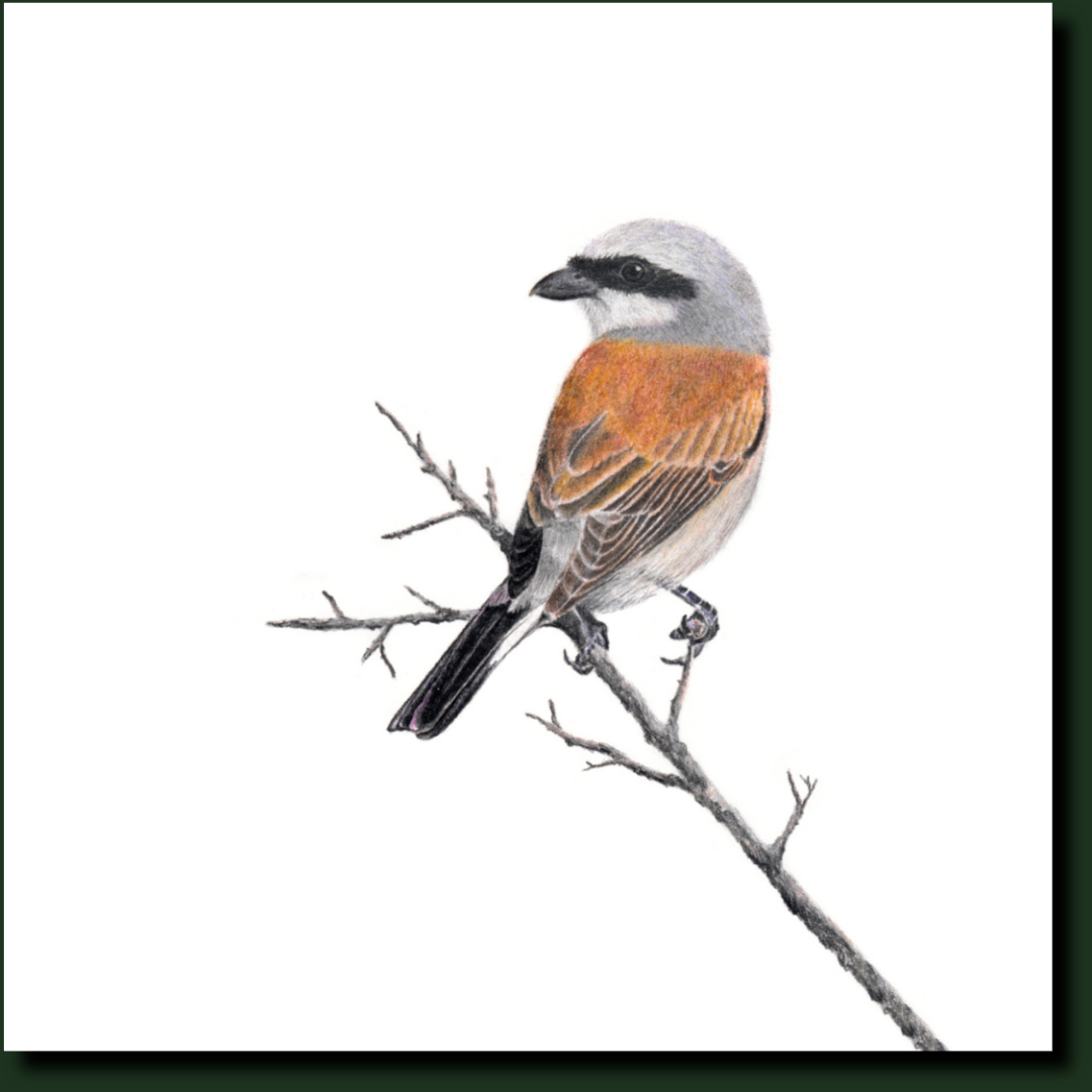 Red Backed Shrike affordable South African wildlife art