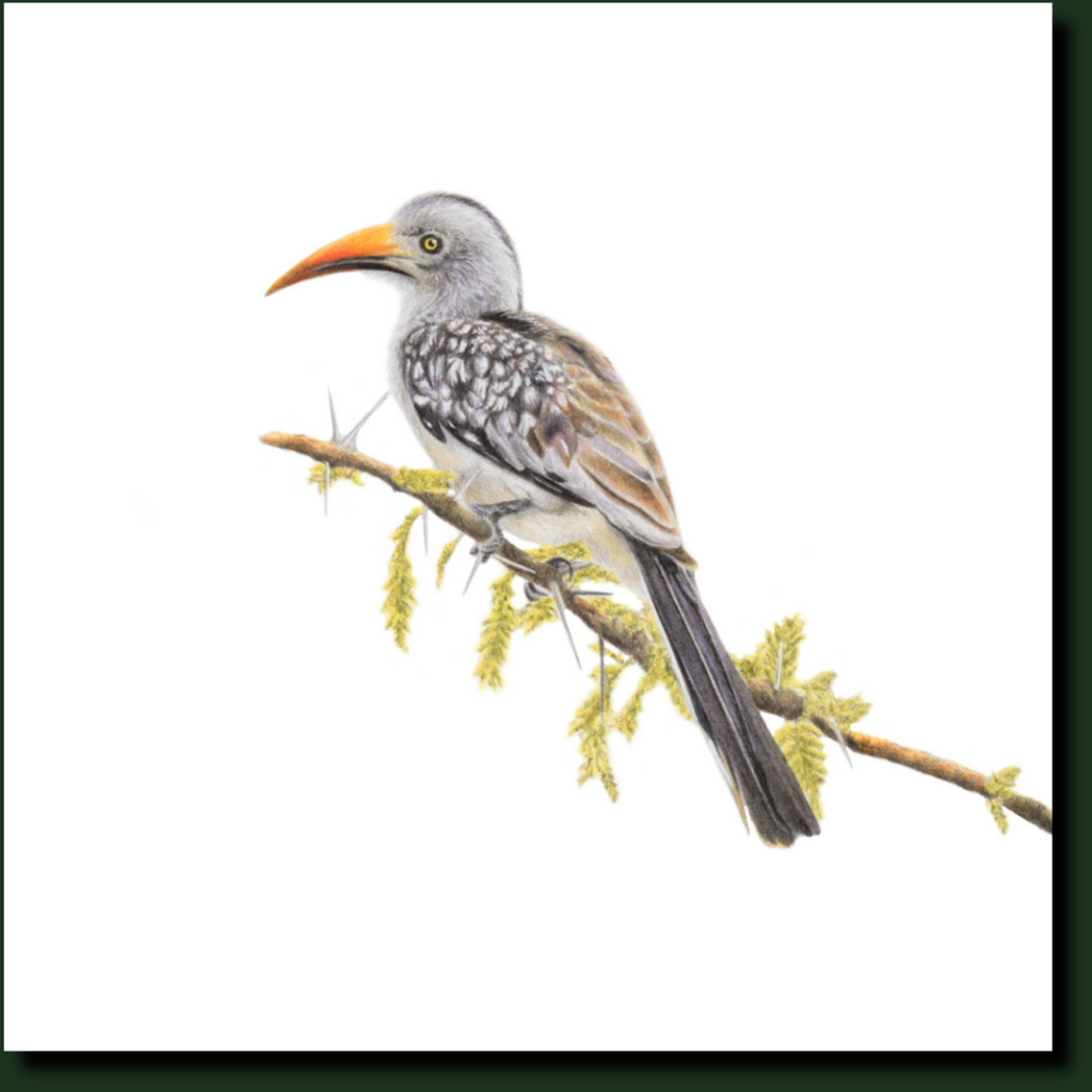 Red Billed Hornbill South African bird art