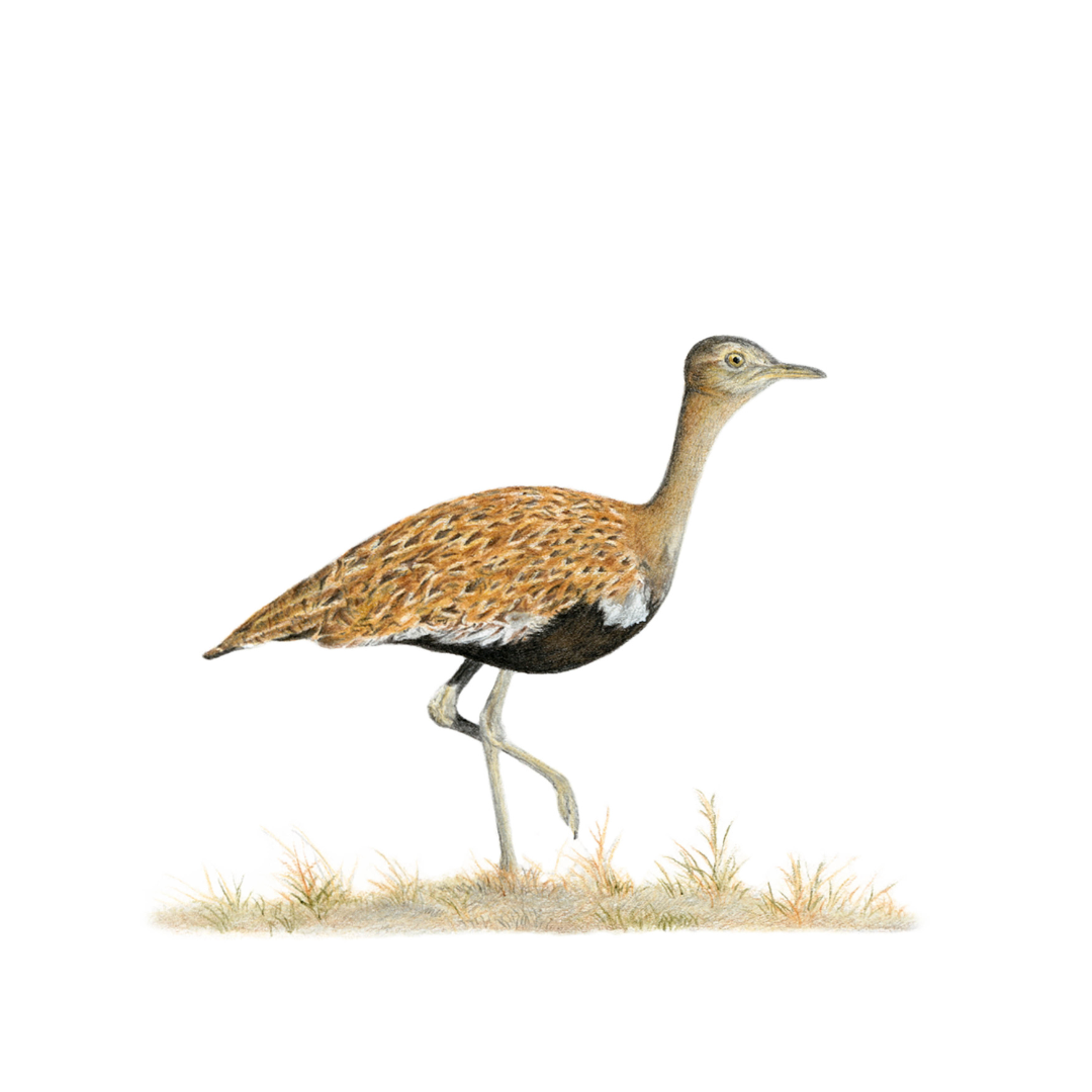 South African bird artwork, pencil drawing by Matthew Bell of a Red Crested Korhaan