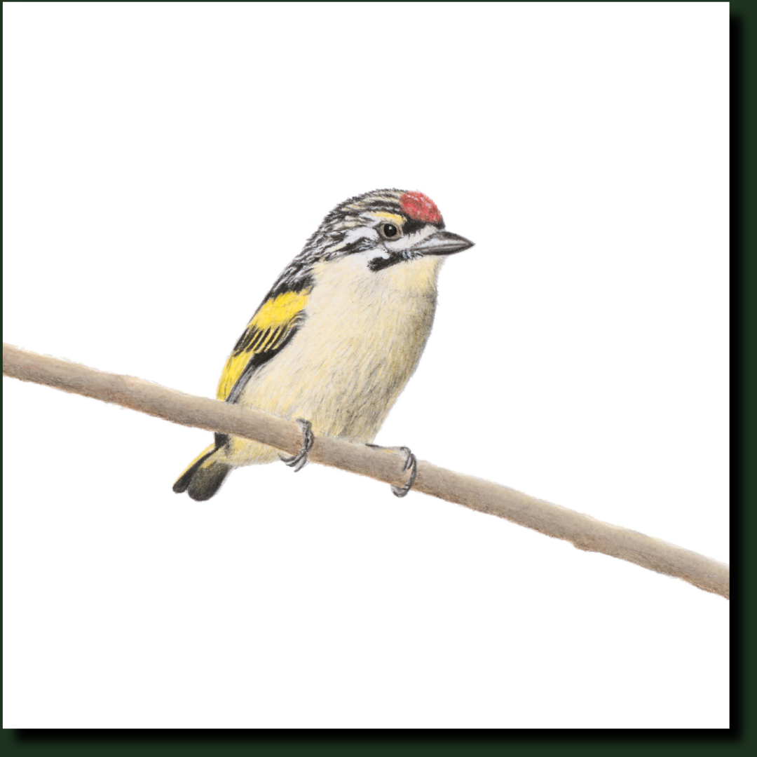 Red Fronted Tinkerbird South African bird art