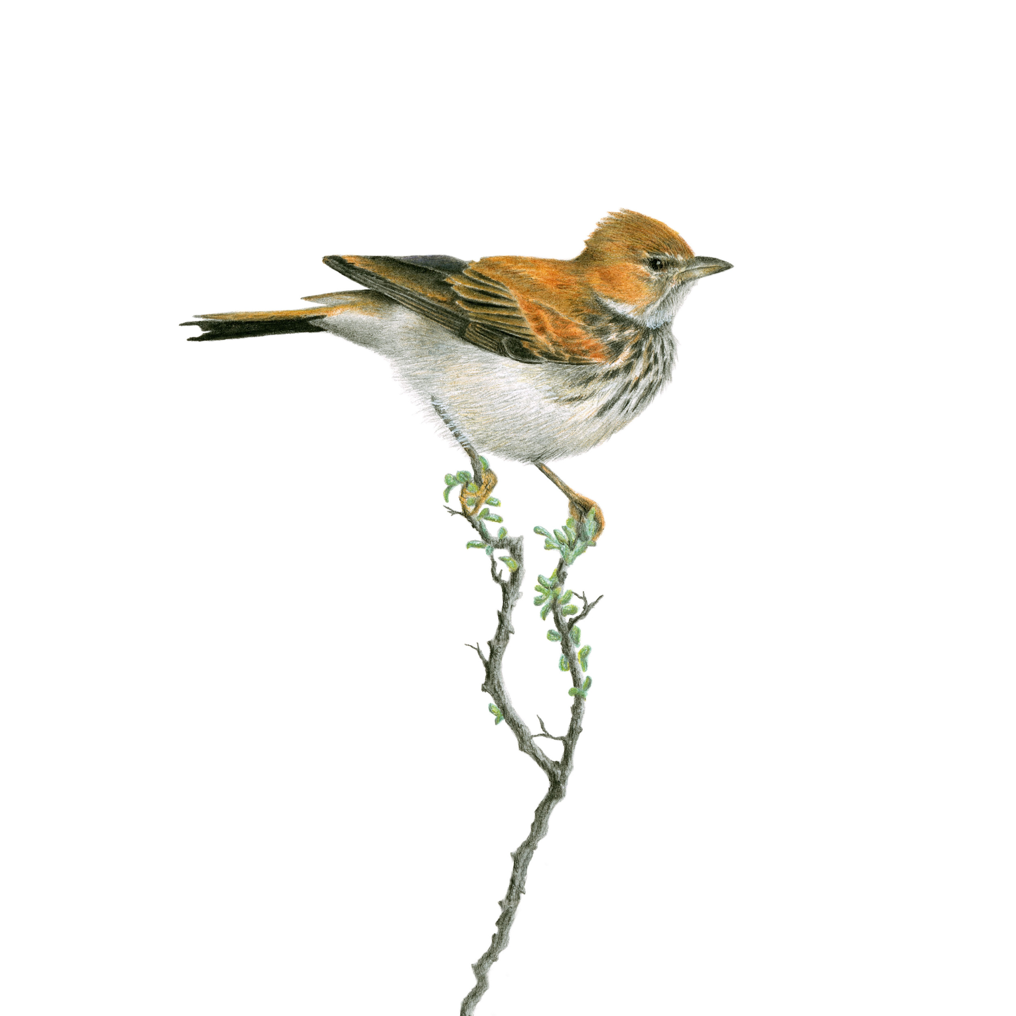 Red Lark South African Bird drawing by wildlife artist Matthew Bell