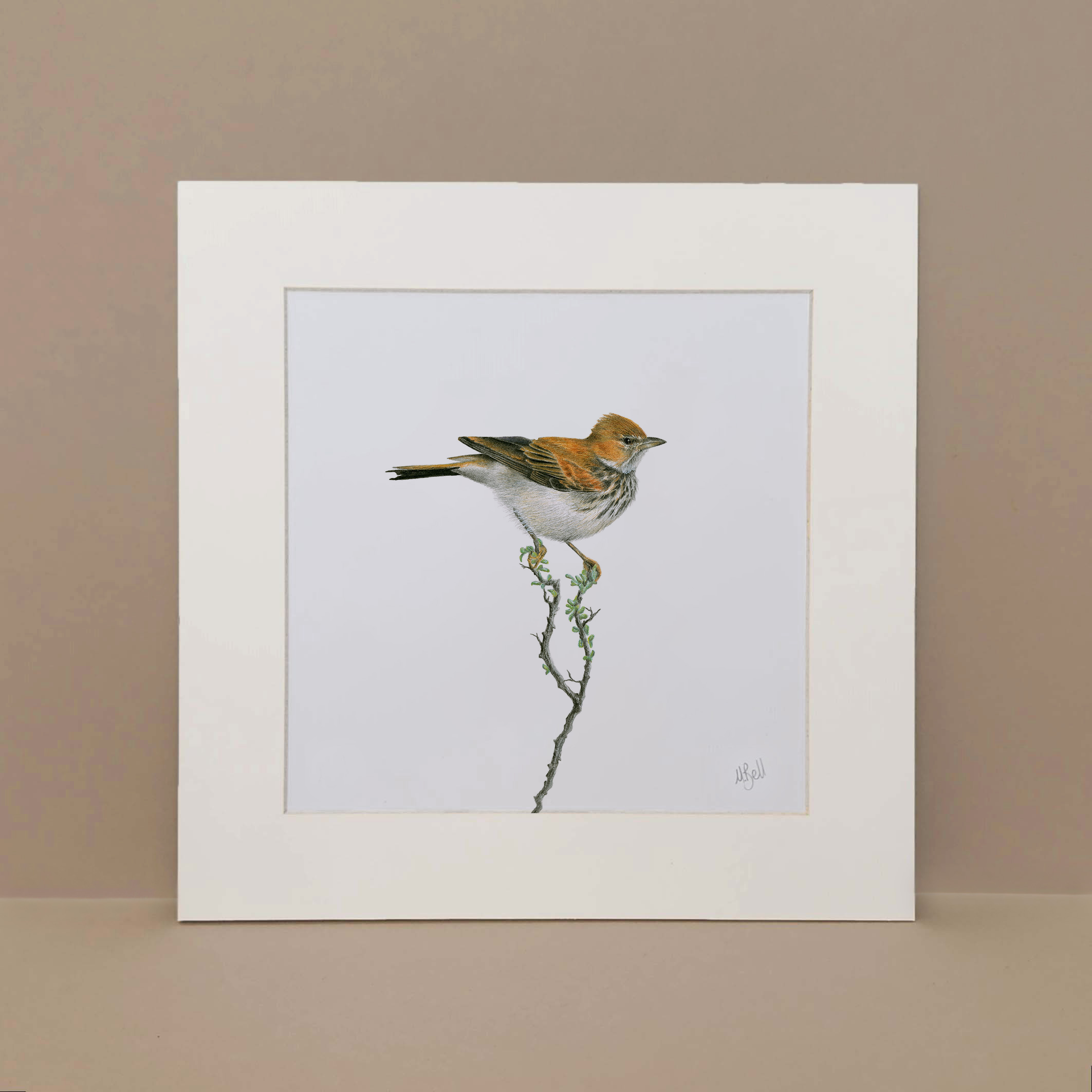 Mounted print of a desert Red Lark bird in the Karoo region in South Africa