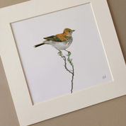 Mounted print of a desert Red Lark bird in the Karoo region in South Africa