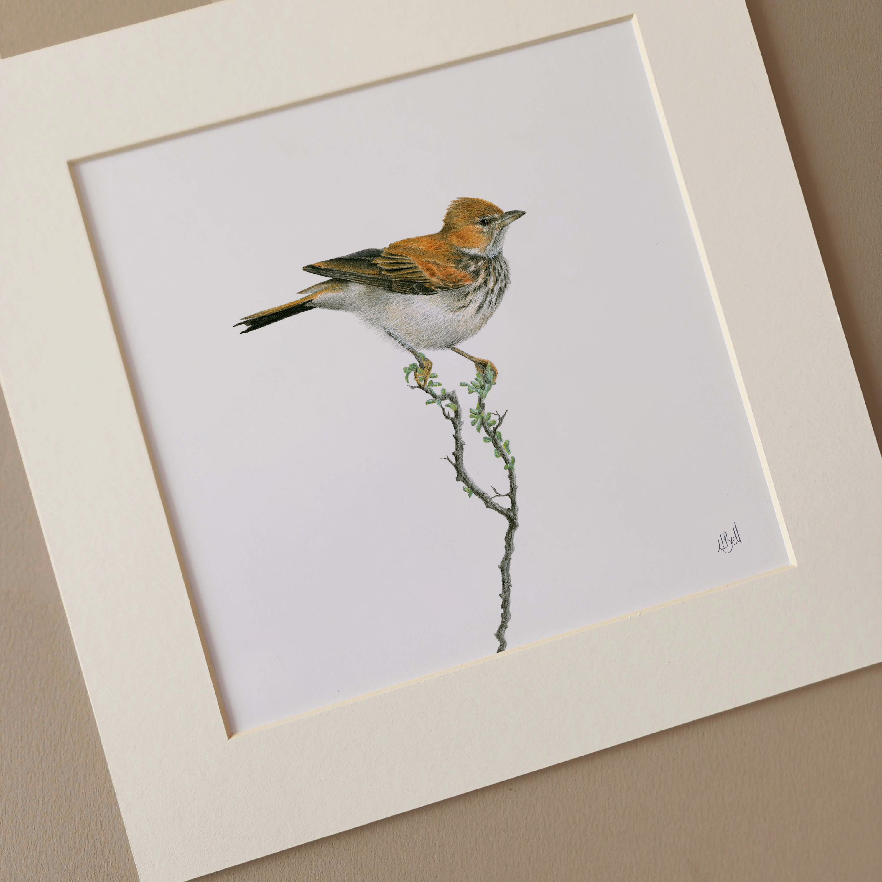 Mounted print of a desert Red Lark bird in the Karoo region in South Africa