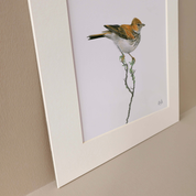 Mounted print of a desert Red Lark bird in the Karoo region in South Africa