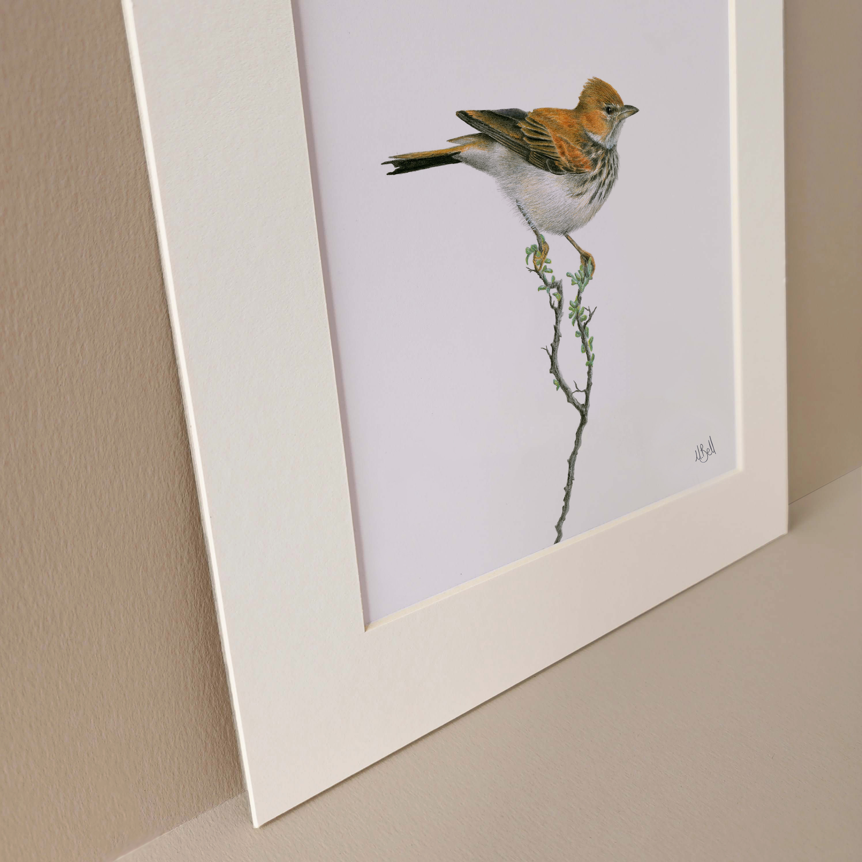 Mounted print of a desert Red Lark bird in the Karoo region in South Africa