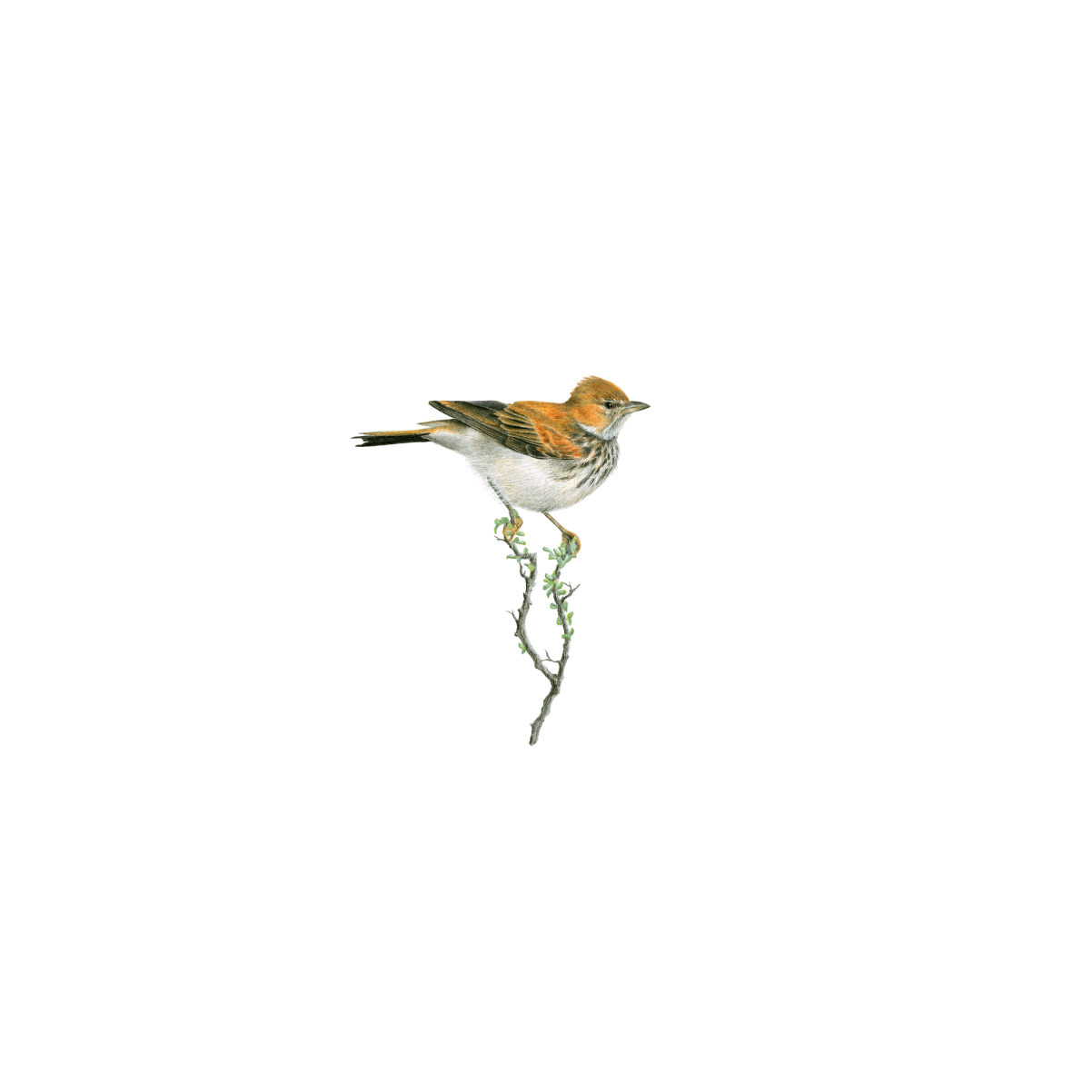 Red Lark original bird drawing by Matthew Bell