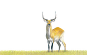 Pencil artwork of a Red Lechwe antelope in Botswana's Okavango Delta