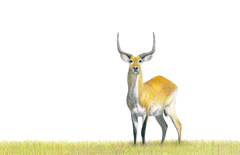 Pencil artwork of a Red Lechwe antelope in Botswana's Okavango Delta