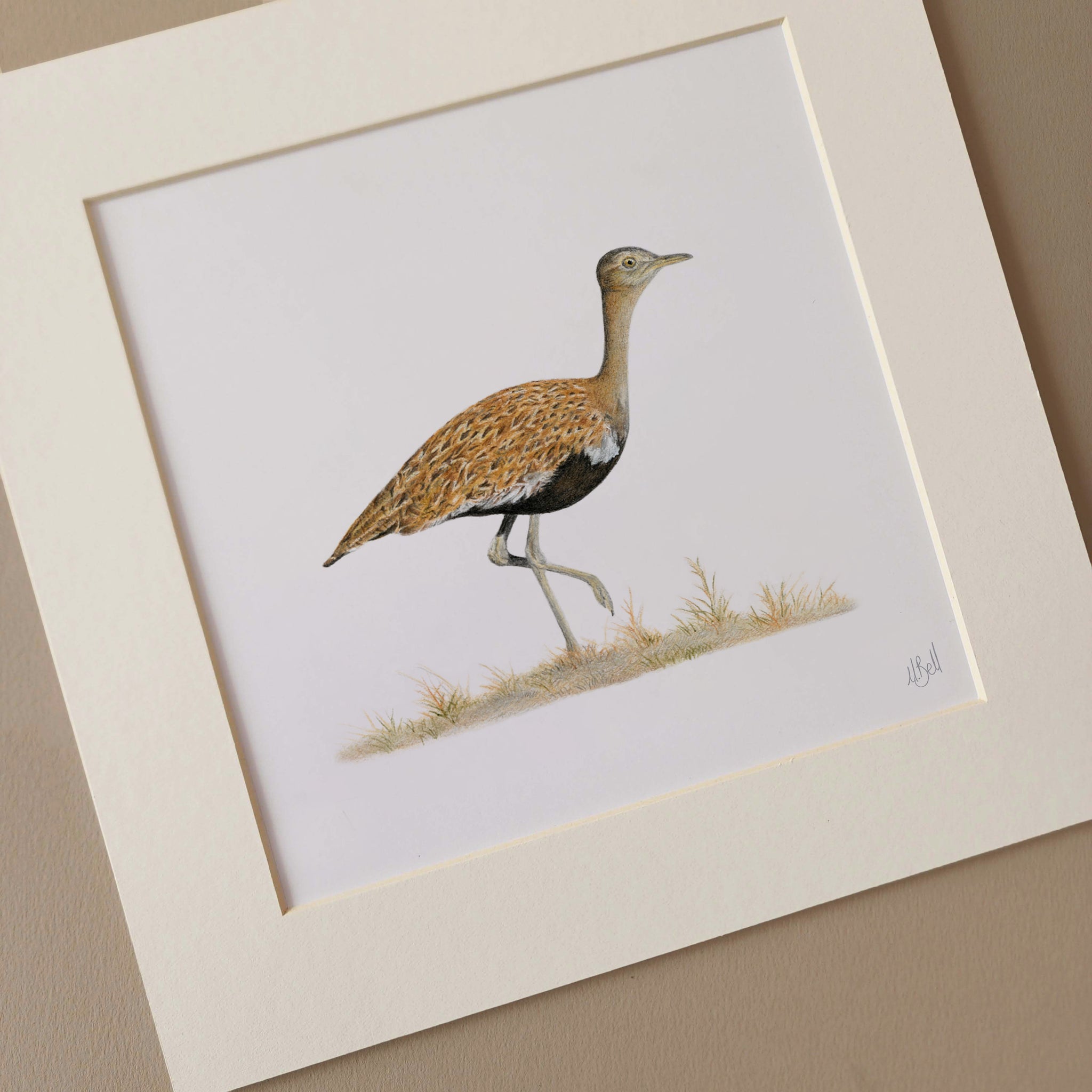 Red Crested Korhaan South African bird artwork