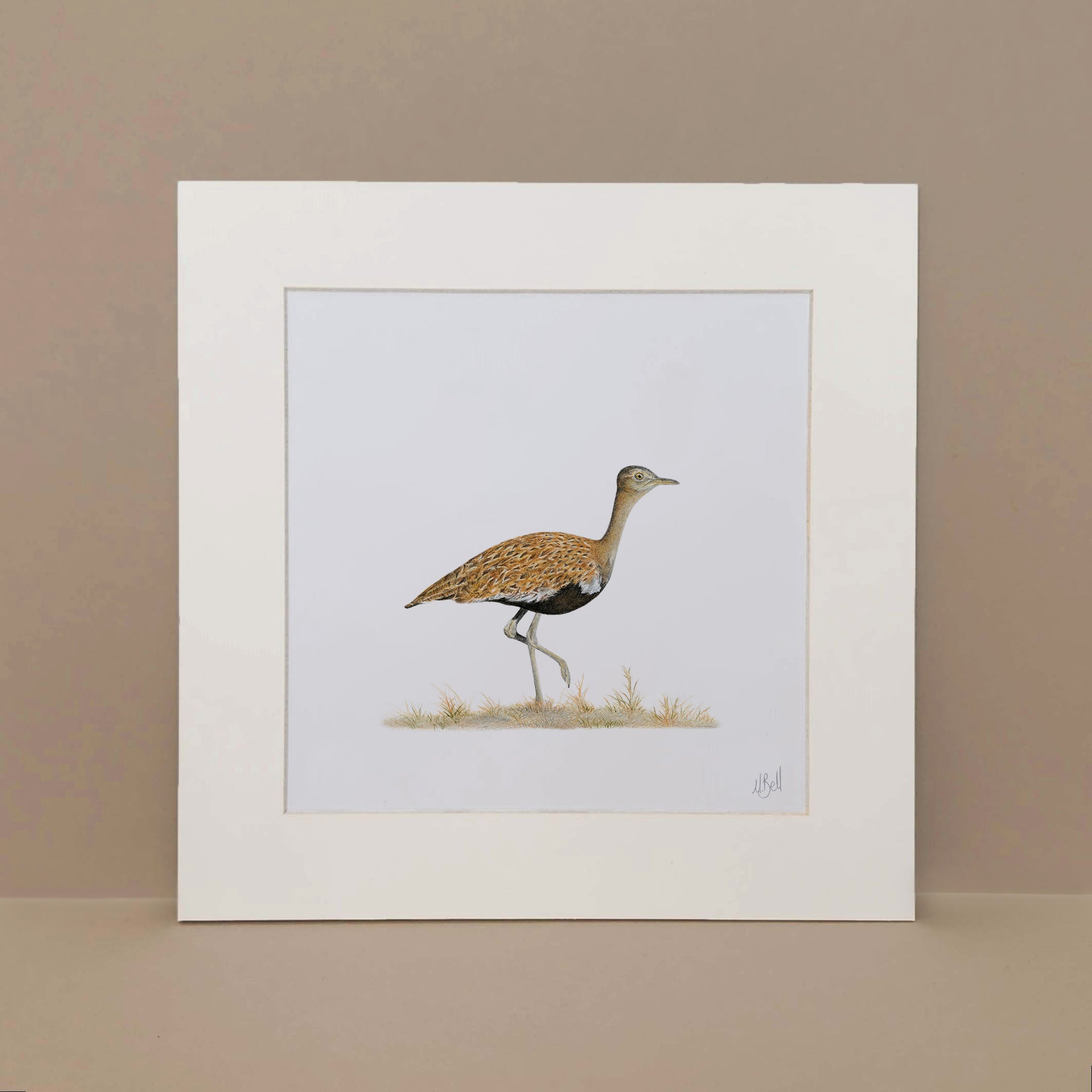 Red Crested Korhaan South African bird artwork