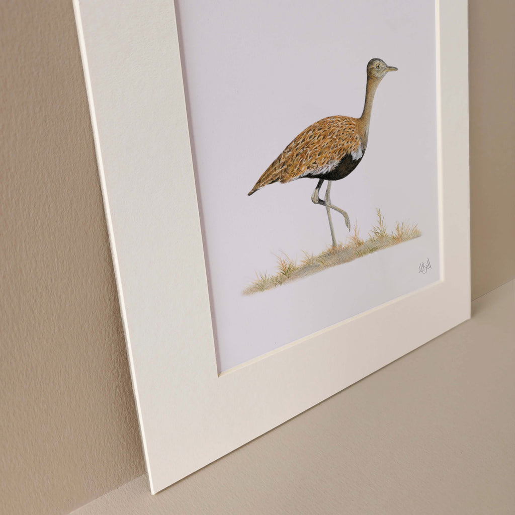 Red Crested Korhaan South African bird artwork