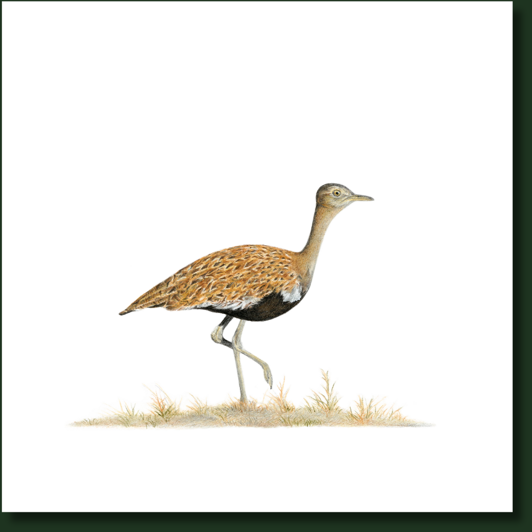 Red Crested Korhaan pencil art printed on premium canvas