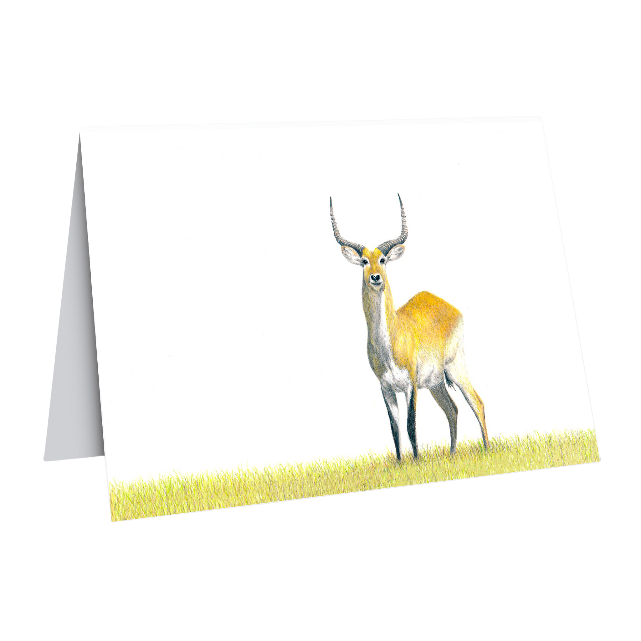 Matthew Bell wildlife art gift card with Red Lechwe antelope