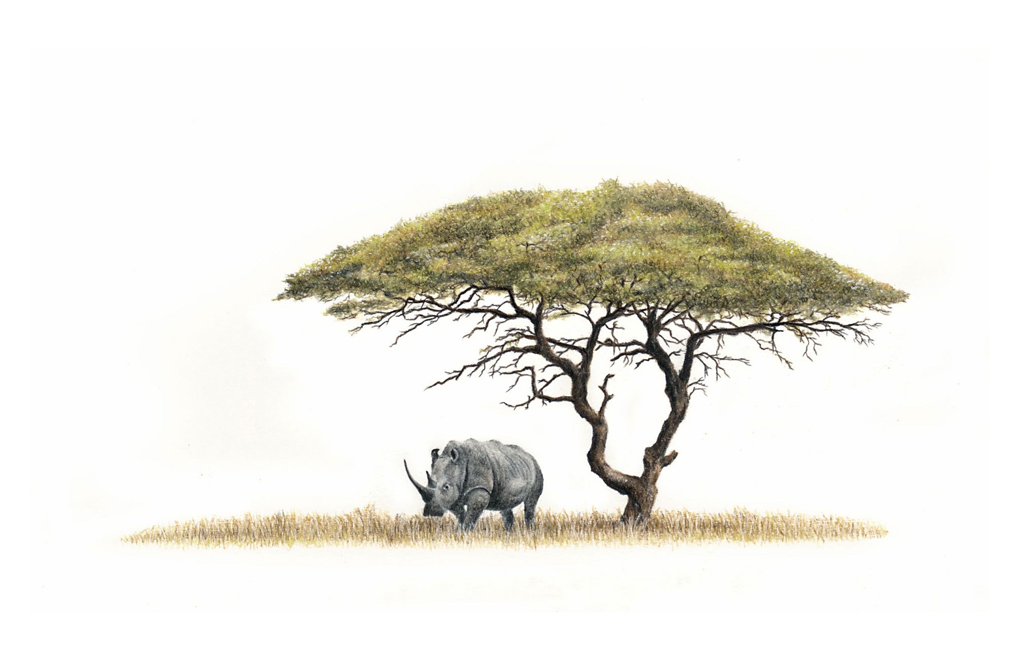 White rhino under Acacia Tree canvas artwork