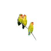 Rosy Faced Lovebirds - The Original