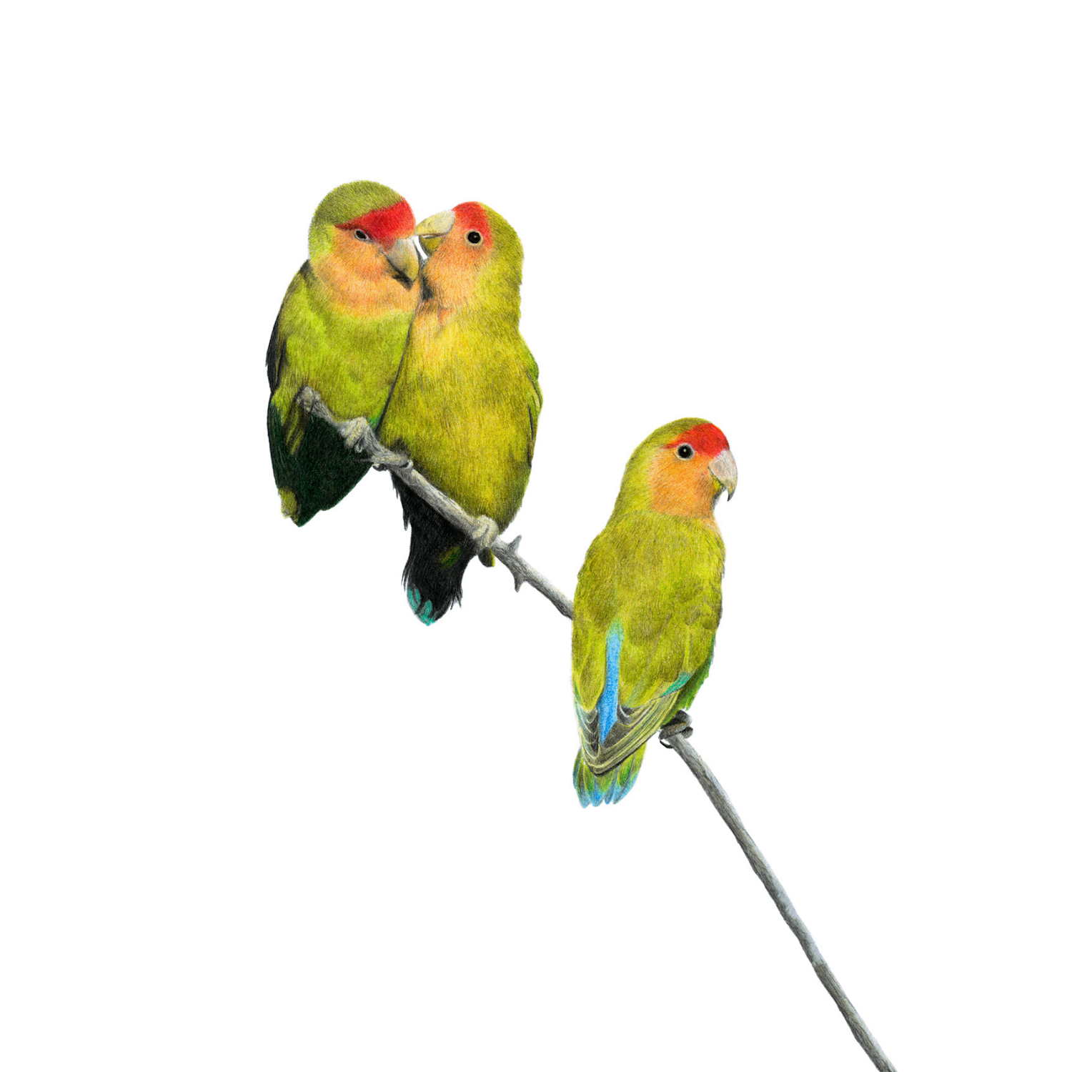Rosy_Faced_Lovebirds_Artwork.png