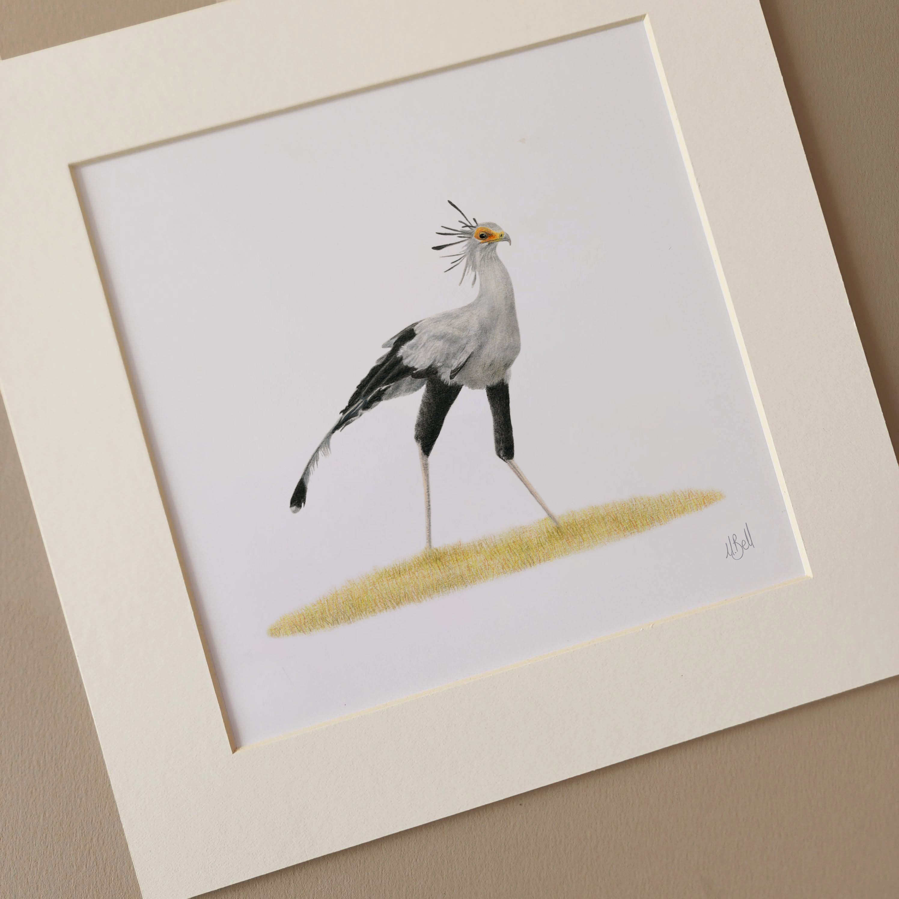 Secretary bird artwork print by wildlife artist Matthew Bell