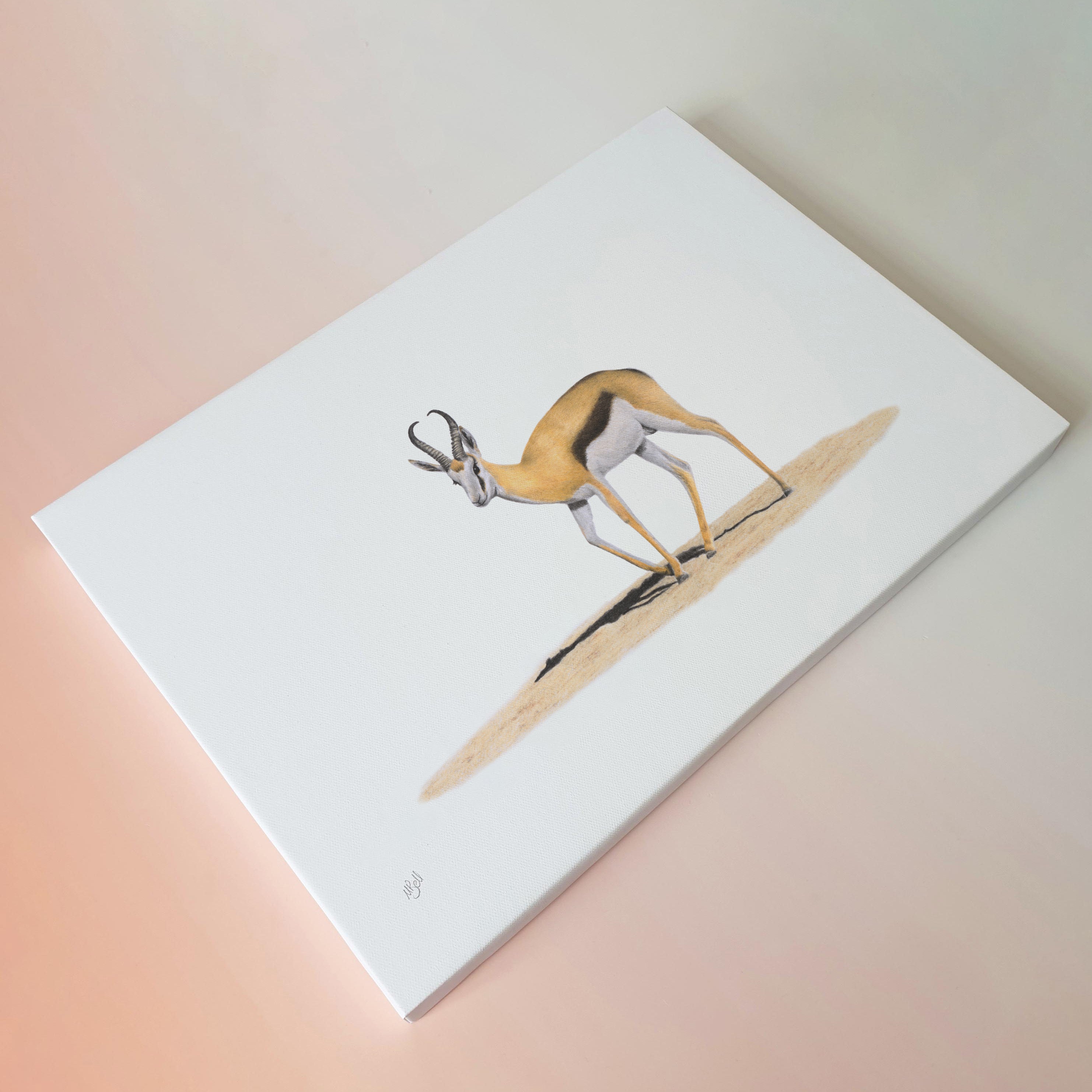 Springbok in South Africa canvas wall art