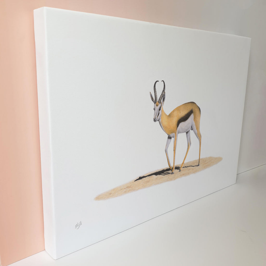 Springbok in South Africa canvas wall art