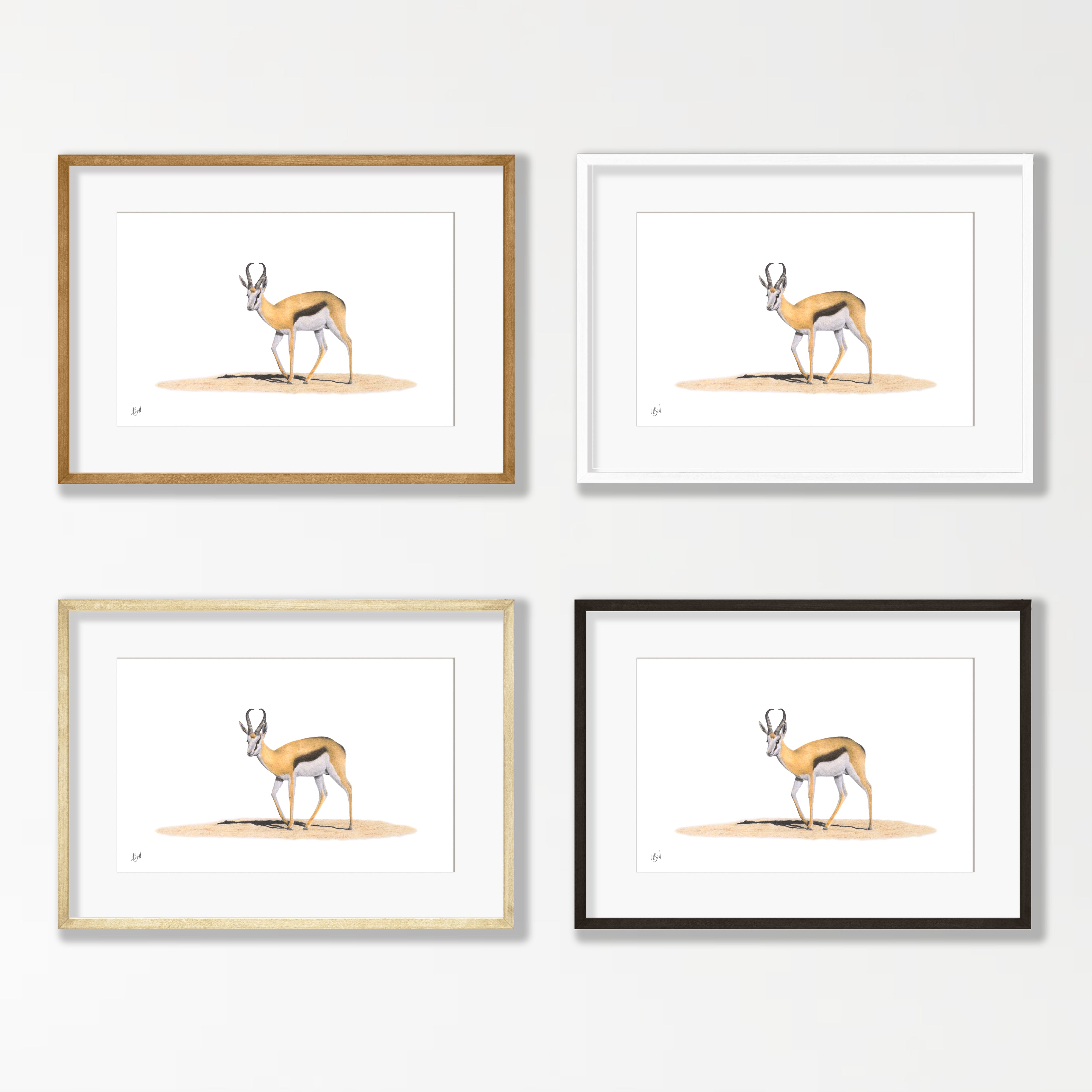 Springbok - SBK