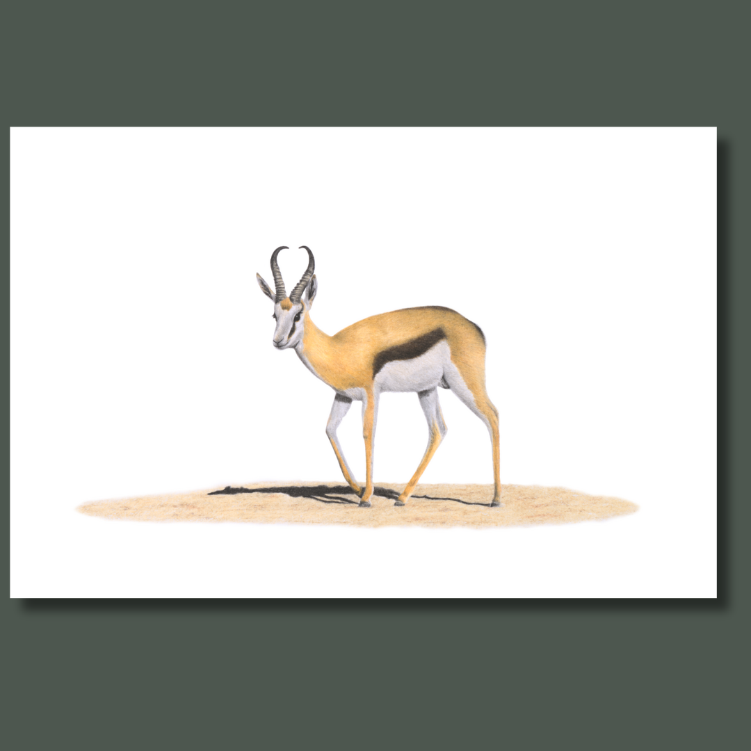 Springbok in South Africa canvas wall art 