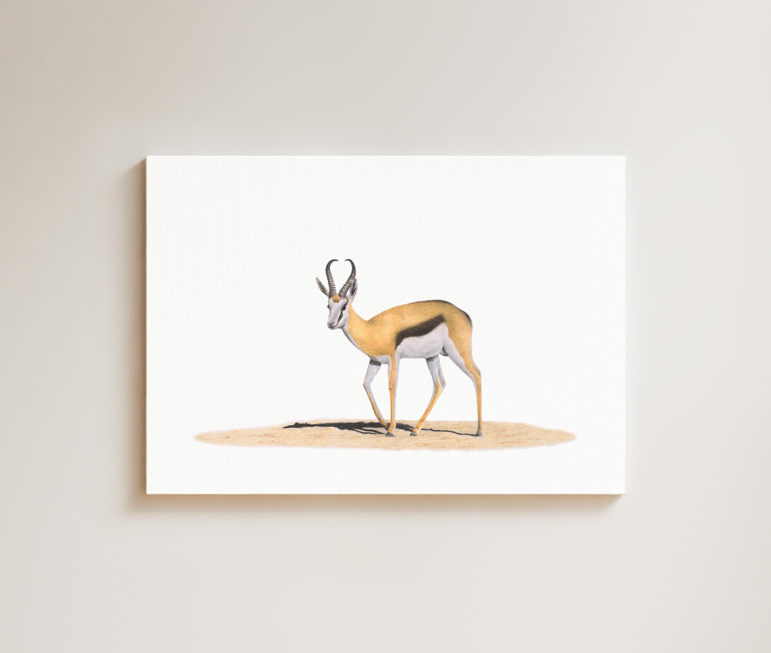 Springbok drawing on canvas by South African wildlife artist Matthew Bell