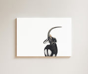 Sable Antelope drawing on canvas by South African wildlife artist Matthew Bell