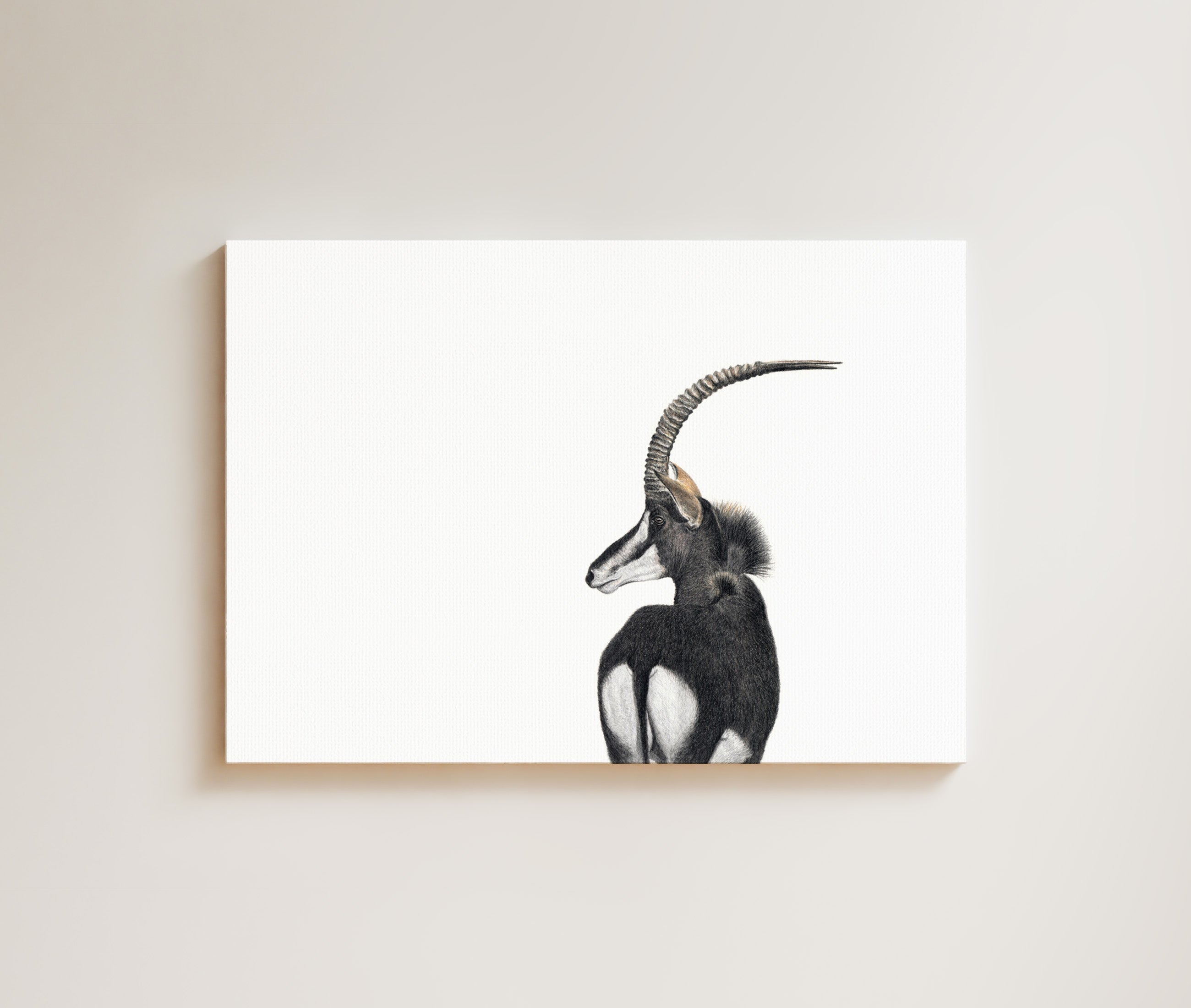 Sable Antelope drawing on canvas by South African wildlife artist Matthew Bell
