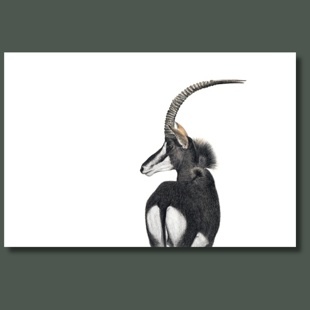 Sable Antelope in Kruger Park canvas artwork