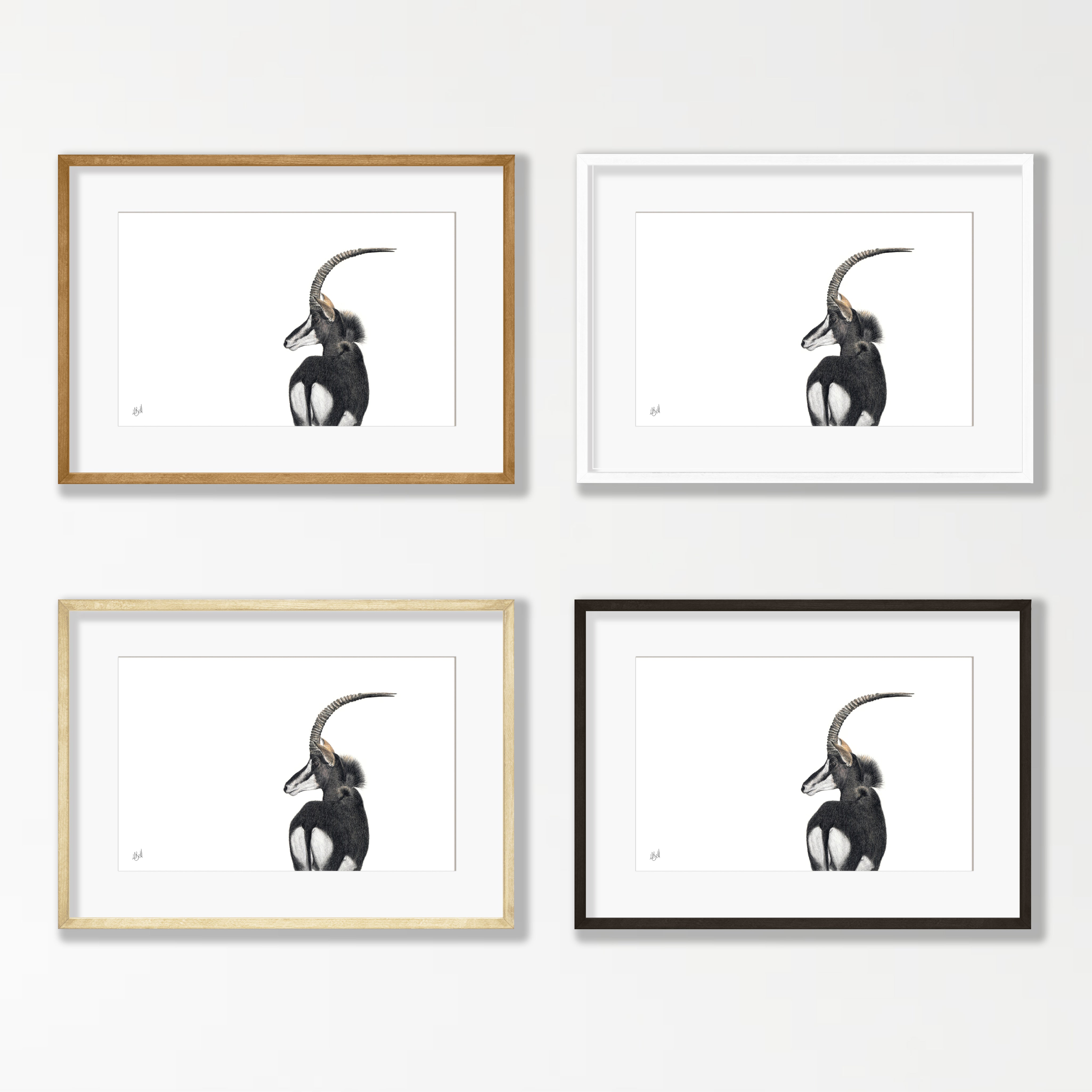 Sable Antelope - SBL1
