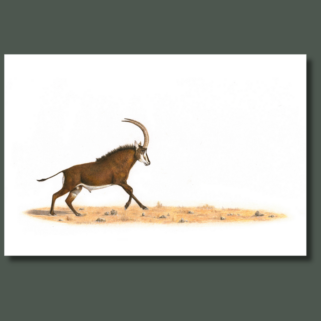 Sable Antelope African wildlife artwork on canvas