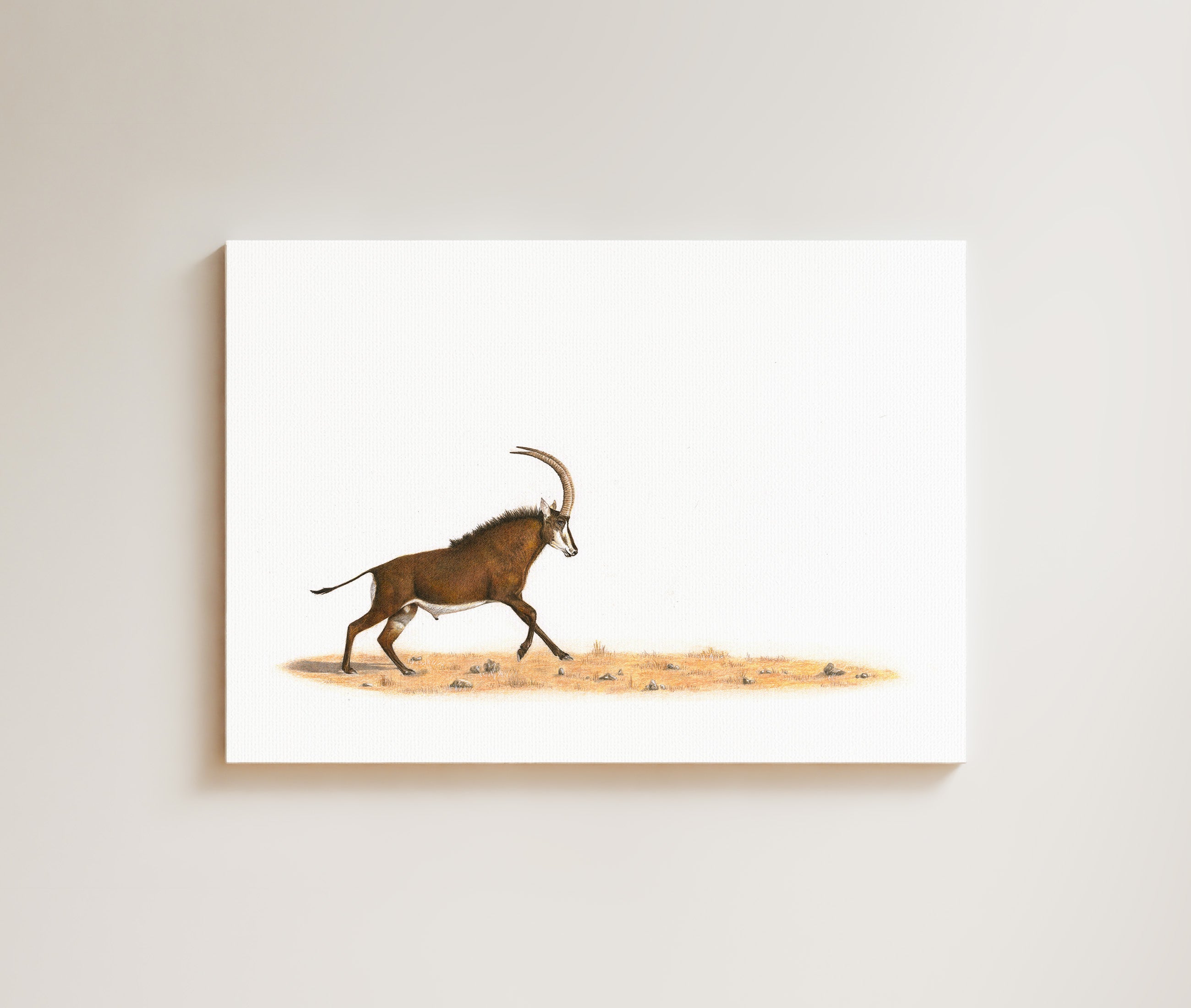 Sable Antelope drawing on canvas by South African wildlife artist Matthew Bell