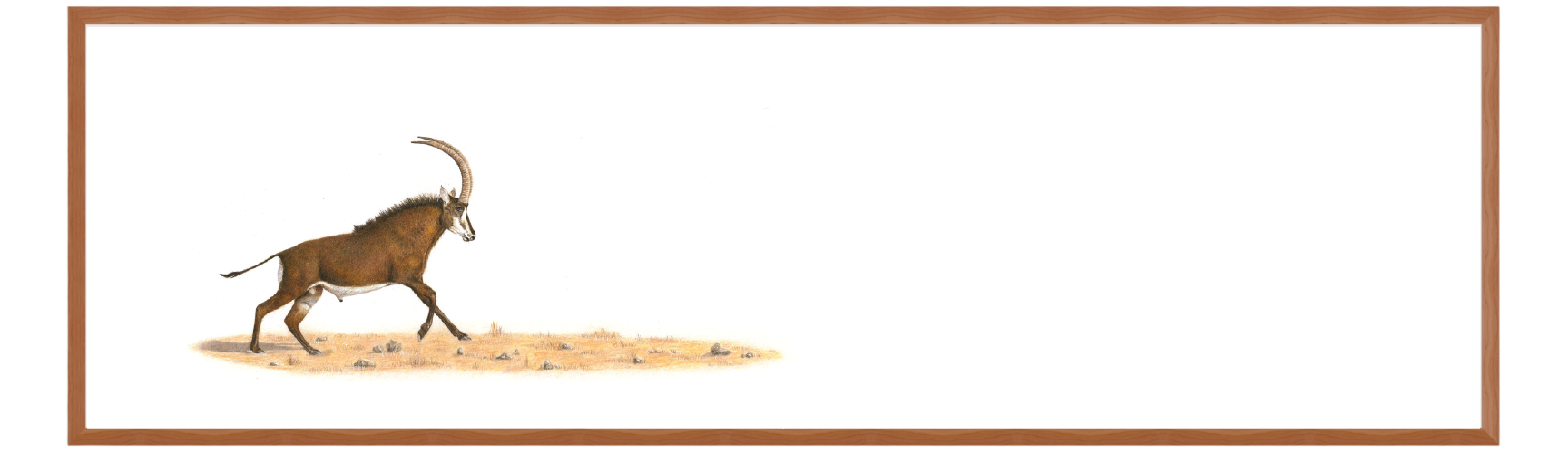 Sable Antelope Panorama