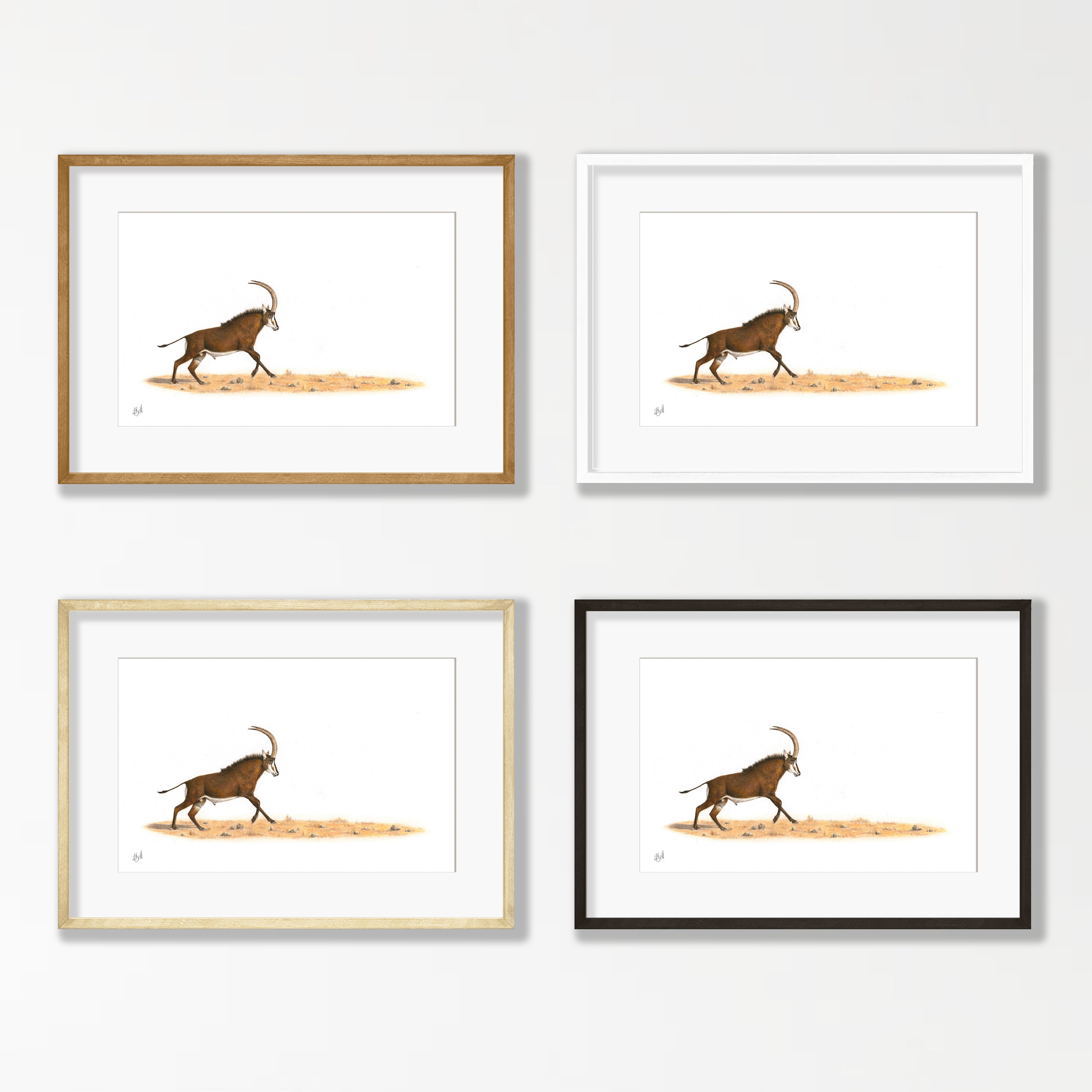 Sable Antelope - SBL2