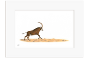 Sable Antelope - SBL2