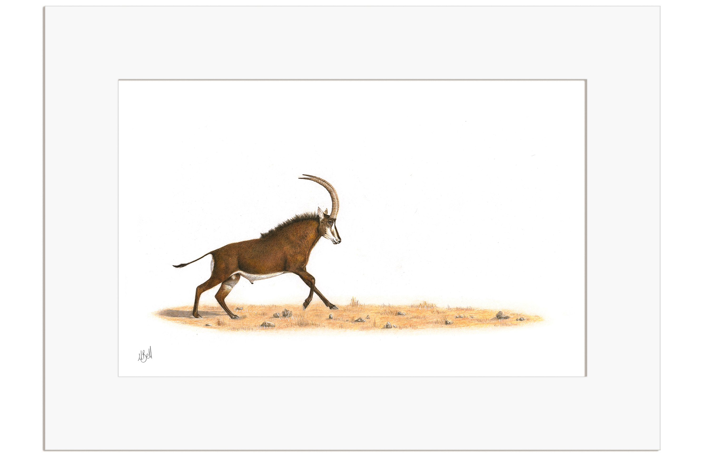 Sable Antelope - SBL2