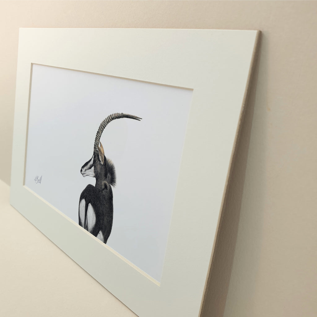 Sable Antelope in the Kruger National Park Lowveld drawing