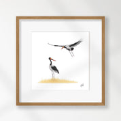 Saddle Billed Storks - SBS