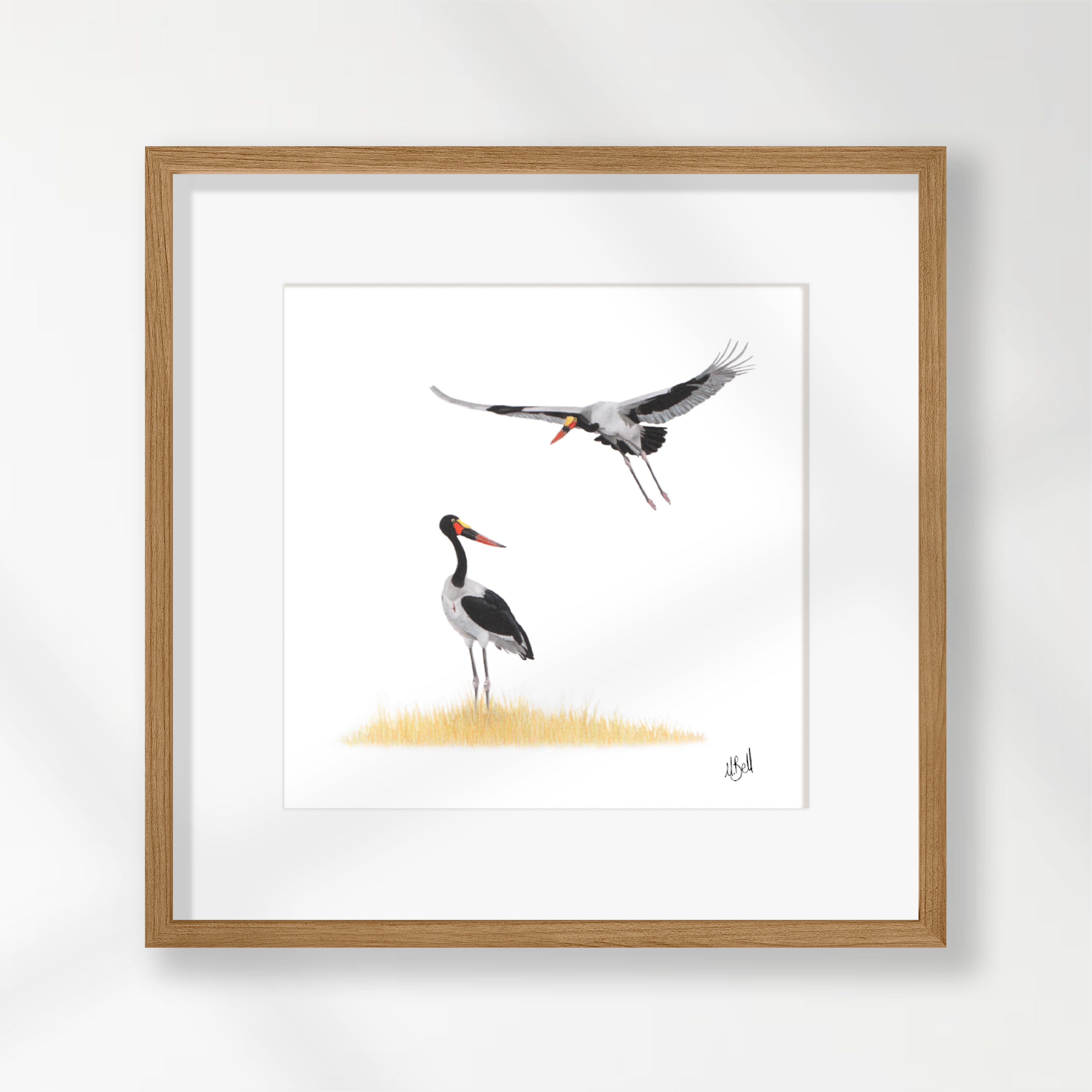 Saddle Billed Storks - SBS