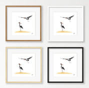 Saddle Billed Storks - SBS