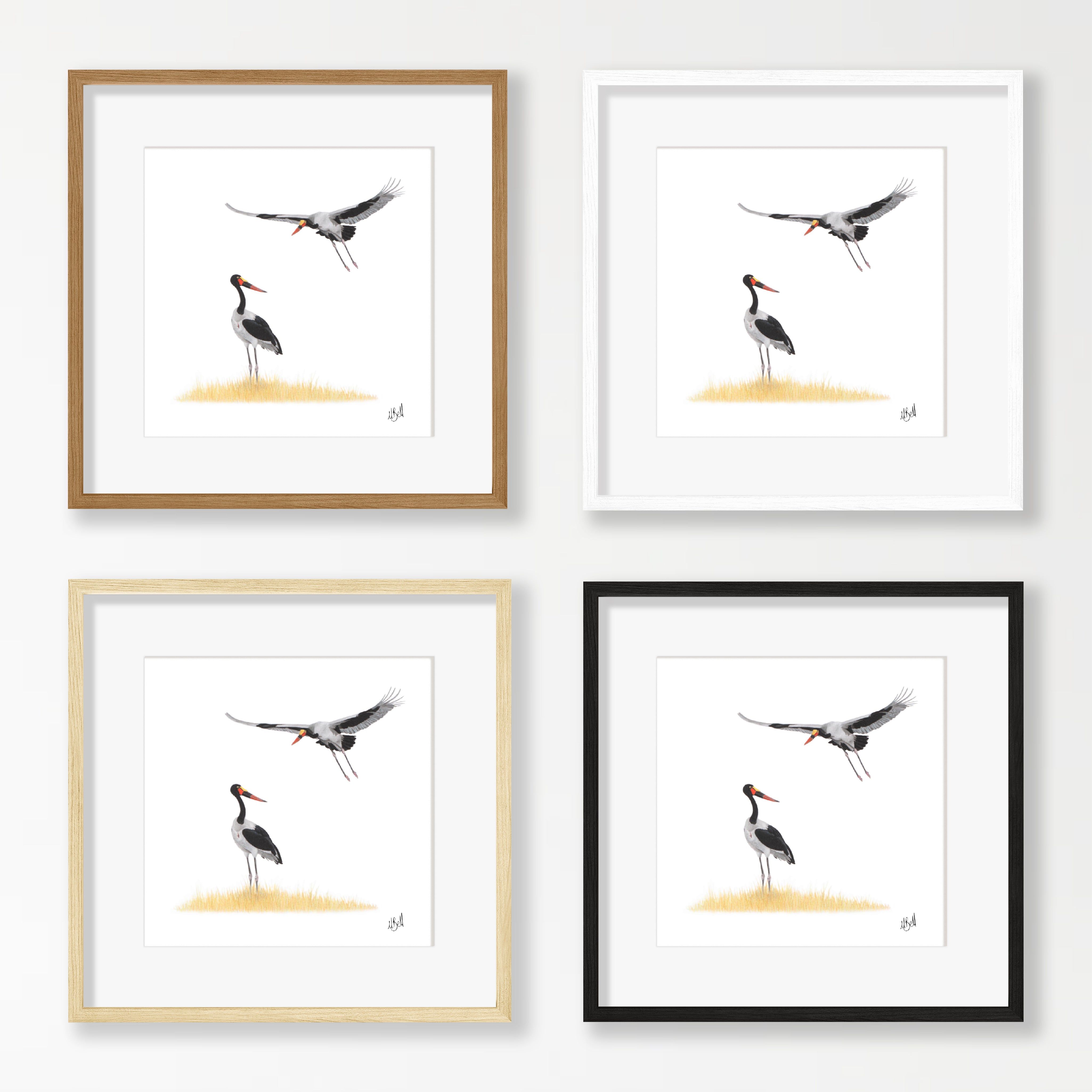 Saddle Billed Storks - SBS