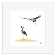 Saddle Billed Storks - SBS