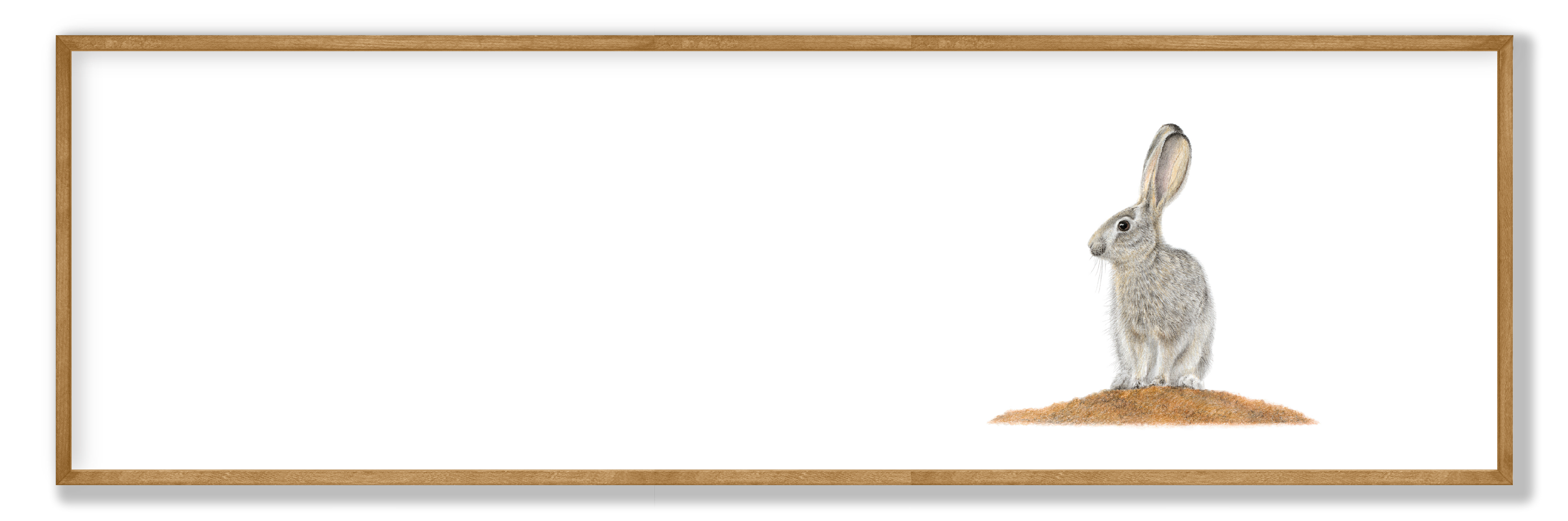 Scrub Hare Panorama