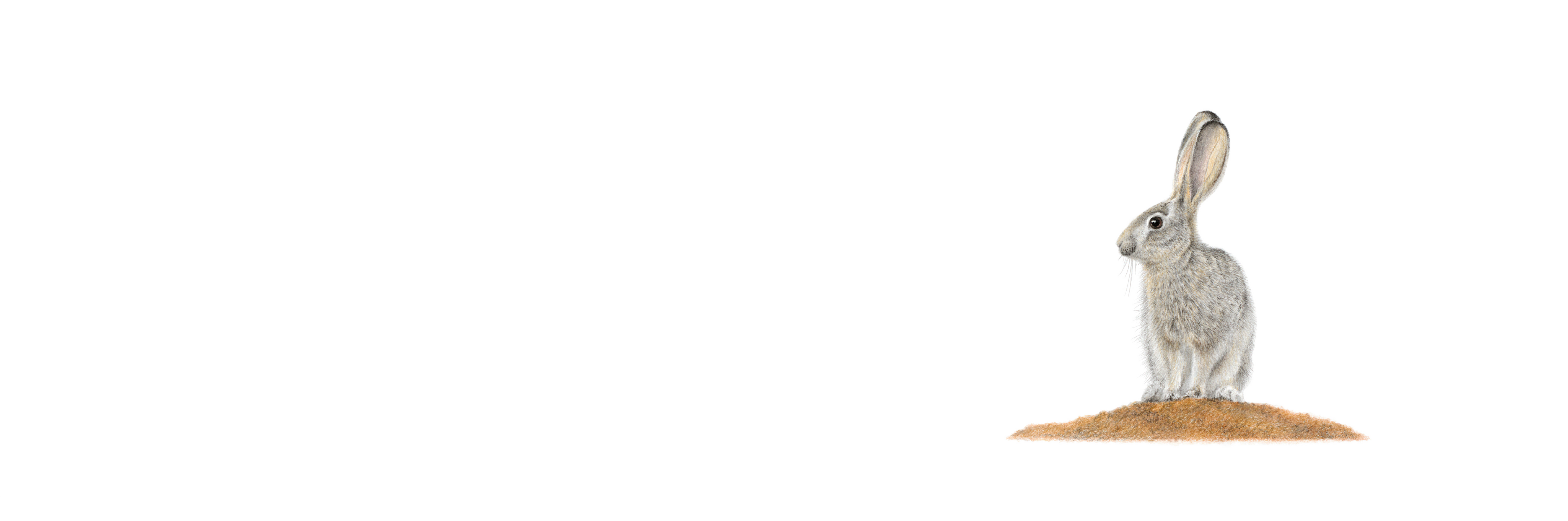 Scrub Hare Panorama
