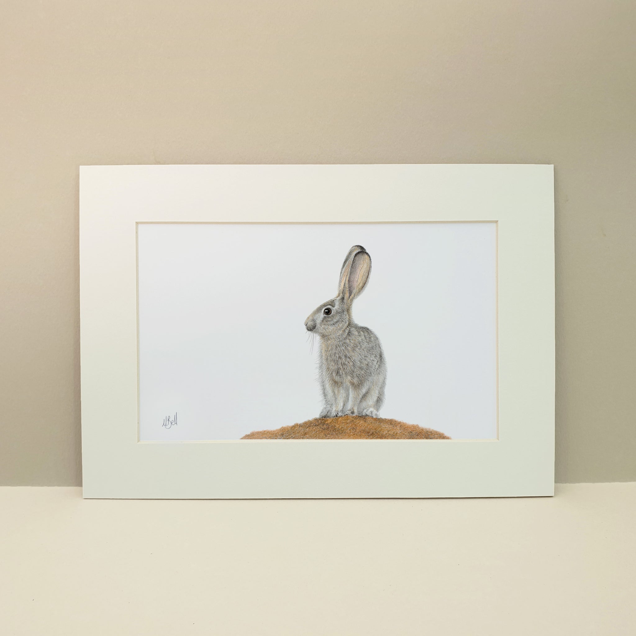 Scrub Hare rabbit in the Kalahari in Botswana pencil artwork