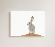 Scrub Hare drawing on canvas by South African wildlife artist Matthew Bell
